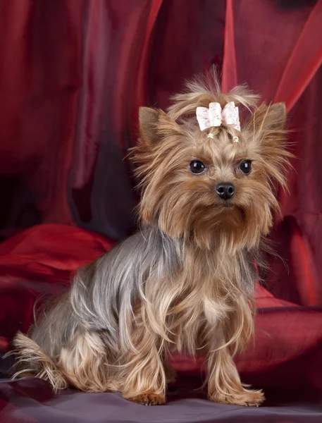 Yorkshire Terrier on red background — Stock Photo, Image