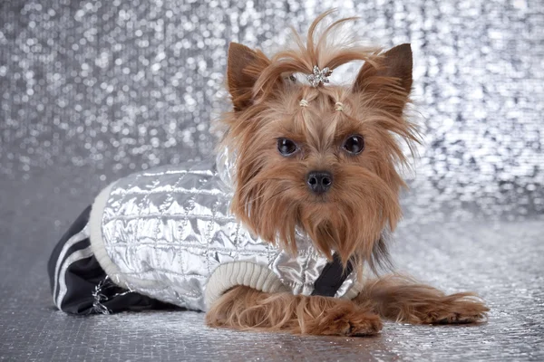 Yorkshire Terrier on silver background — Stock Photo, Image