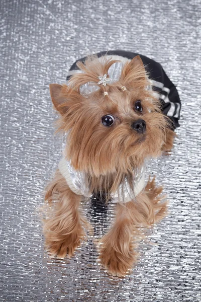 Yorkshire Terrier on silver background — Stock Photo, Image