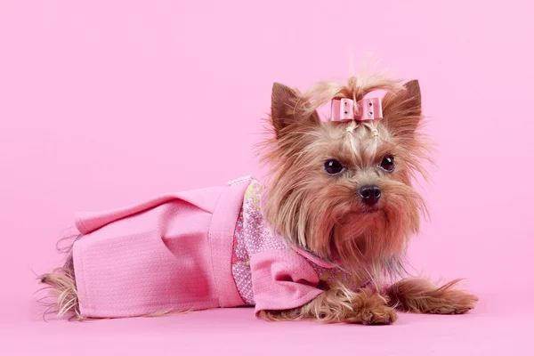Yorkshire Terrier su sfondo rosa — Foto Stock