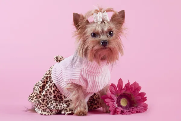 Yorkshire Terrier su sfondo rosa — Foto Stock