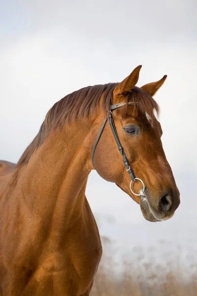 栗 trakehner 種馬の肖像画 — ストック写真