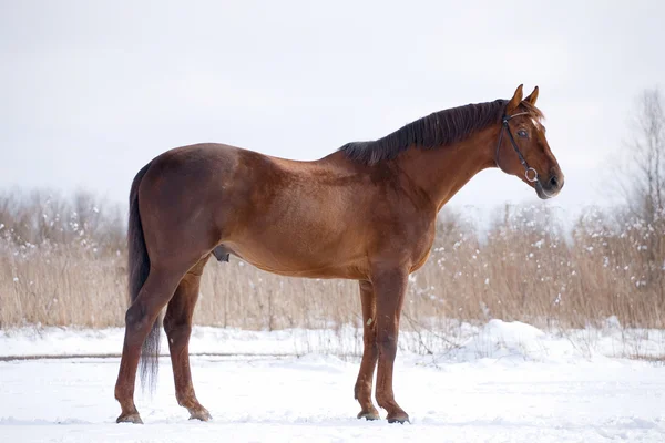 Gestüt von Lorbeer-Pferd auf der Weide — Stockfoto