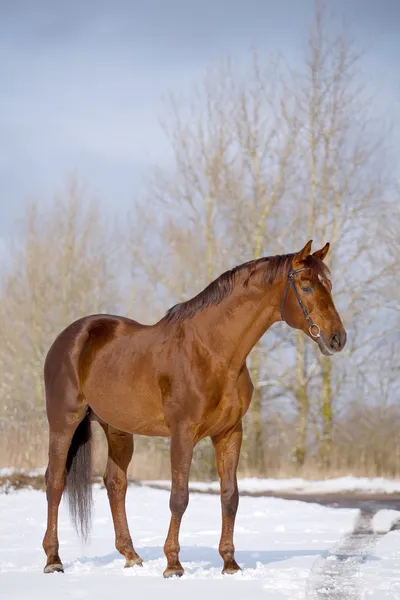 Portrait of chesnut horse in winter — Stock Photo, Image