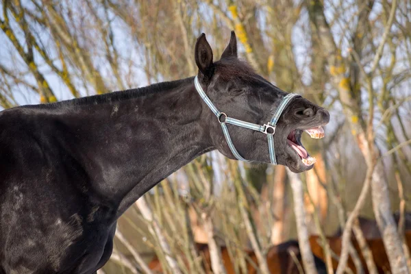 Эмоции черного коня — стоковое фото