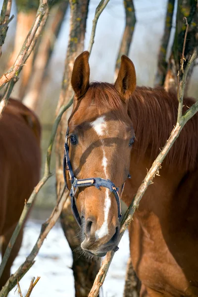 Emoção do cavalo de trakehner castanho — Fotografia de Stock