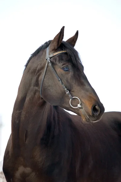 Portrait of black horse in winter — Stock Photo, Image