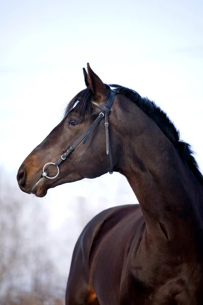 Porträt eines schwarzen Pferdes im Winter — Stockfoto