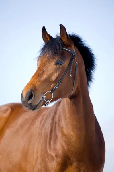 Portrait of bay horse in winter — Stock Photo, Image