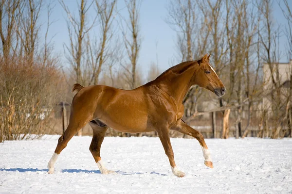 Chesnut trakehner stallion galloping — Stock Photo, Image