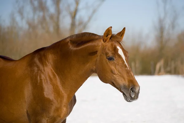 冬季板栗 trakehner 种马 — 图库照片