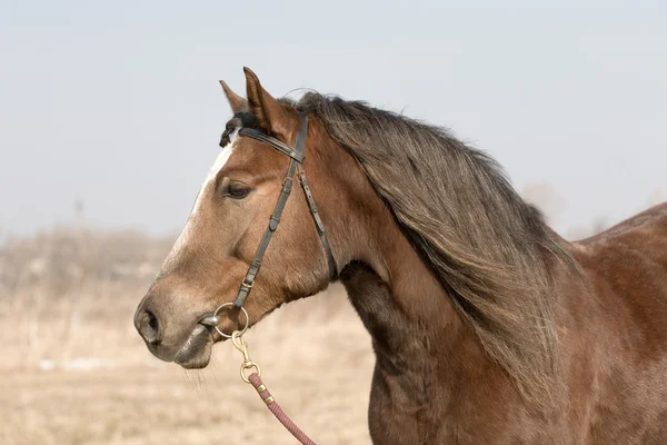 Портрет каштановой лошади осенью — стоковое фото
