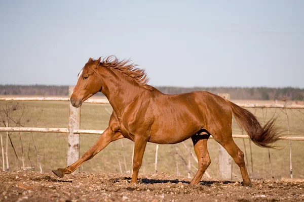 Chesnut stallion galloping in paddock — Stock Photo, Image