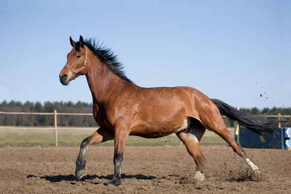 Bay horse galopperen in paddock — Stockfoto