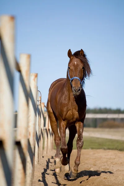 Horse galloping outside in paddock — Stock Photo, Image