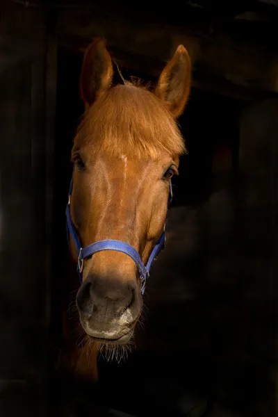 Porträt eines Pferdes im schwarzen Innenraum — Stockfoto