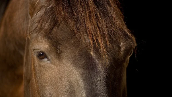 Rzut oka na czarnego konia — Zdjęcie stockowe