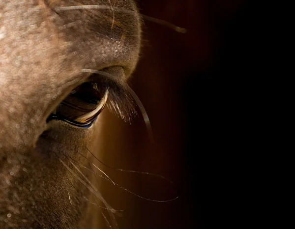선셋 베이 말의 눈 — 스톡 사진