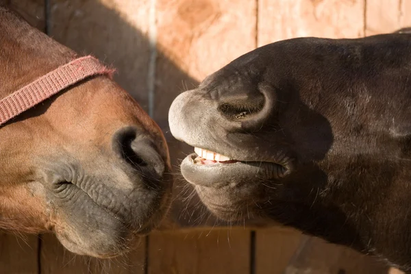 Два носа лошадей — стоковое фото