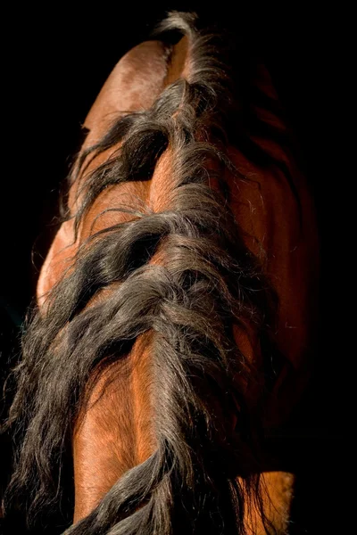 Χαίτη του κόλπου άλογο στο ηλιοβασίλεμα — Φωτογραφία Αρχείου