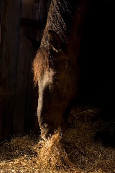 Pferd frisst Heu — Stockfoto