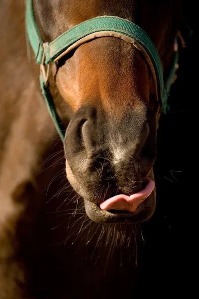Γλώσσα των κόλπων άλογο στο ηλιοβασίλεμα — Φωτογραφία Αρχείου