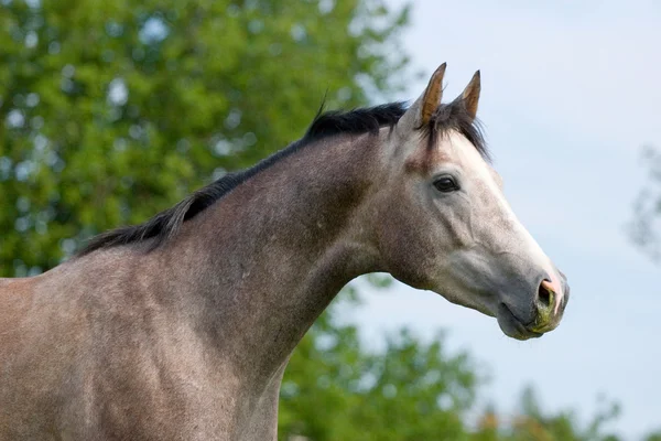 Retrato de cavalo de trakehner cinza-maçã — Fotografia de Stock