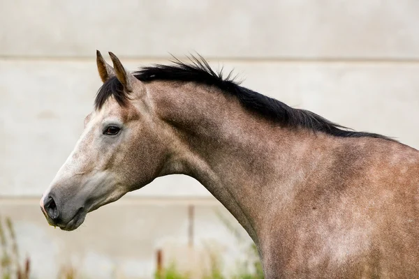 Retrato de caballo trakehner gris manzana —  Fotos de Stock