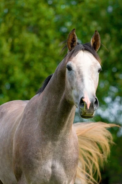 Retrato de caballo trakehner gris manzana — Foto de Stock