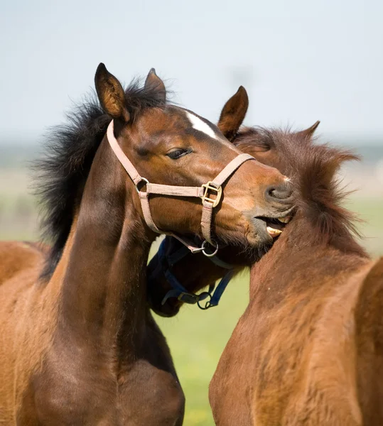 フィールドに 2 つの子馬 — ストック写真