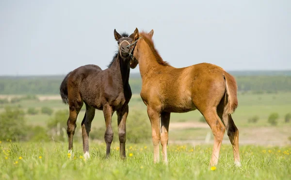 Two foals in field — Stock Photo, Image