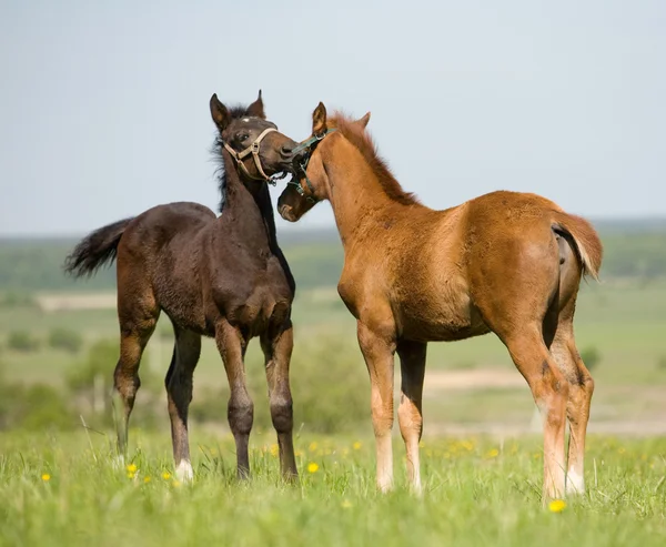 Two foals in field — Stock Photo, Image