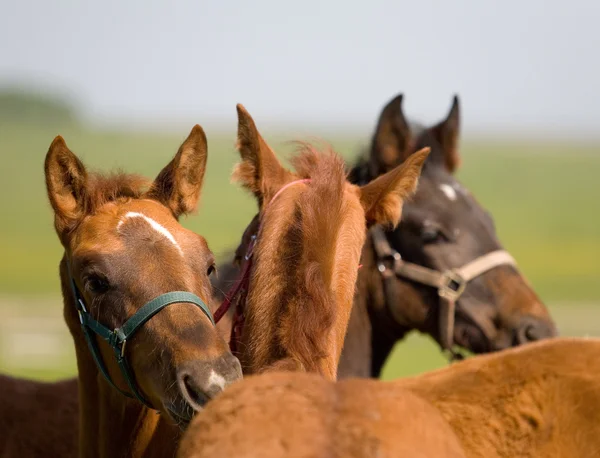 Three foals in field at summer — Stock Photo, Image