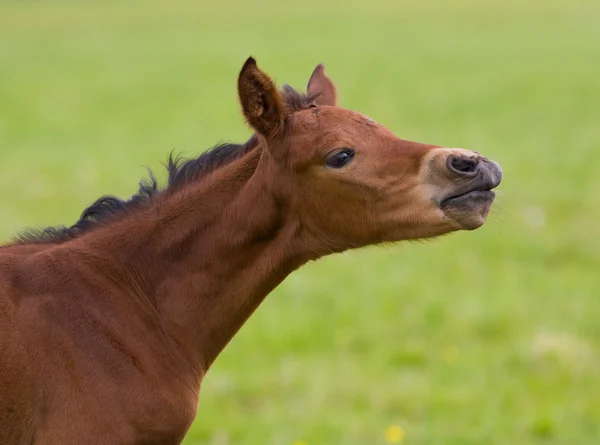 Emotion of small foal — Stock Photo, Image