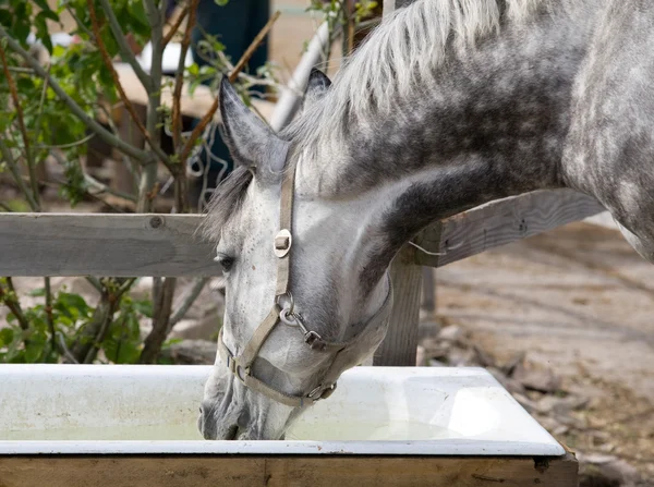 Лошадь с яблоком пьет воду в загоне — стоковое фото