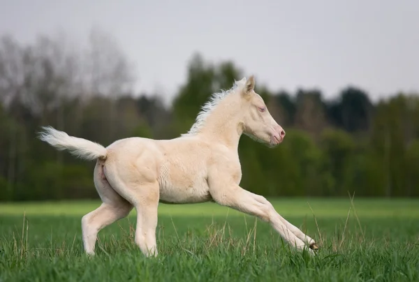 Little cream foal running in field — Stock Photo, Image