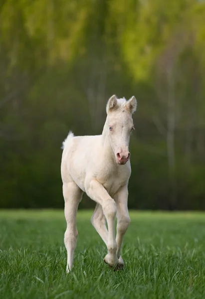 フィールドで実行する小さなクリーム子馬 — ストック写真