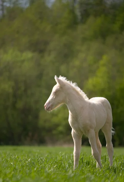 Little cream foal standing in field — Stock Photo, Image