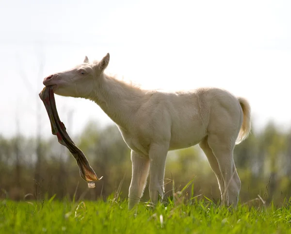 Little foal playing in field with clout — Stock Photo, Image