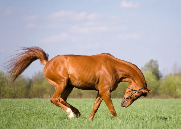Kaštanový kůň tryskem v poli — Stock fotografie
