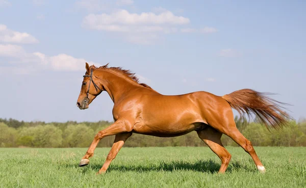 Gesztenye ló mezőben vágtató — Stock Fotó