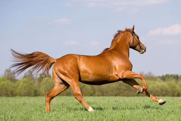 Kastanj häst galopperar i fältet — Stockfoto