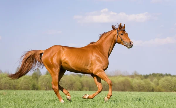 Kastanj häst galopperar i fältet — Stockfoto