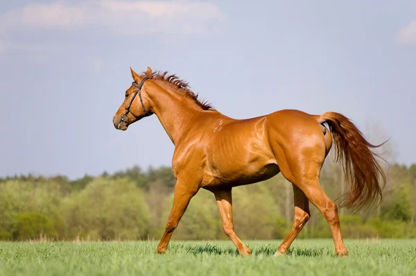 Chestnut horse trotting in field — Stock Photo, Image
