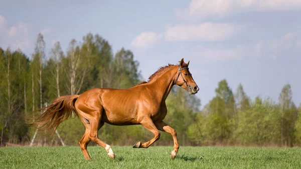Kasztanowe koń galopujących w dziedzinie — Zdjęcie stockowe