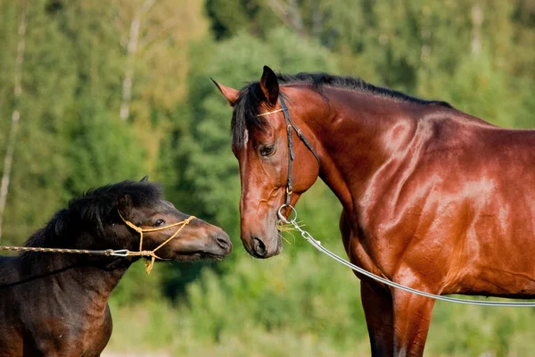 Braunes Pferd und schwarzes braunes Shetlandpony — Stockfoto
