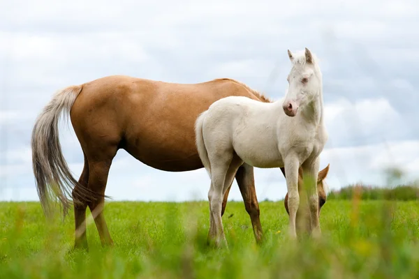Arabský pony s mare v oboru — Stock fotografie