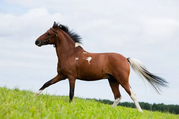 Pony árabe manchado de castañas en el campo — Foto de Stock
