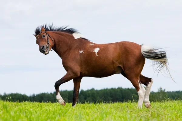 Pony árabe manchado de castañas en el campo — Foto de Stock