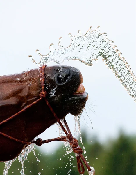 Vatten och näsa av bay häst — Stockfoto